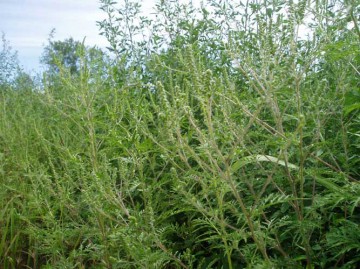 Ambrosia_artemisiifolia_in_fiore