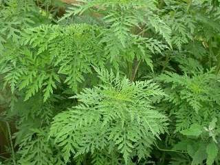 080905_valle_ambrosia_scheda_2